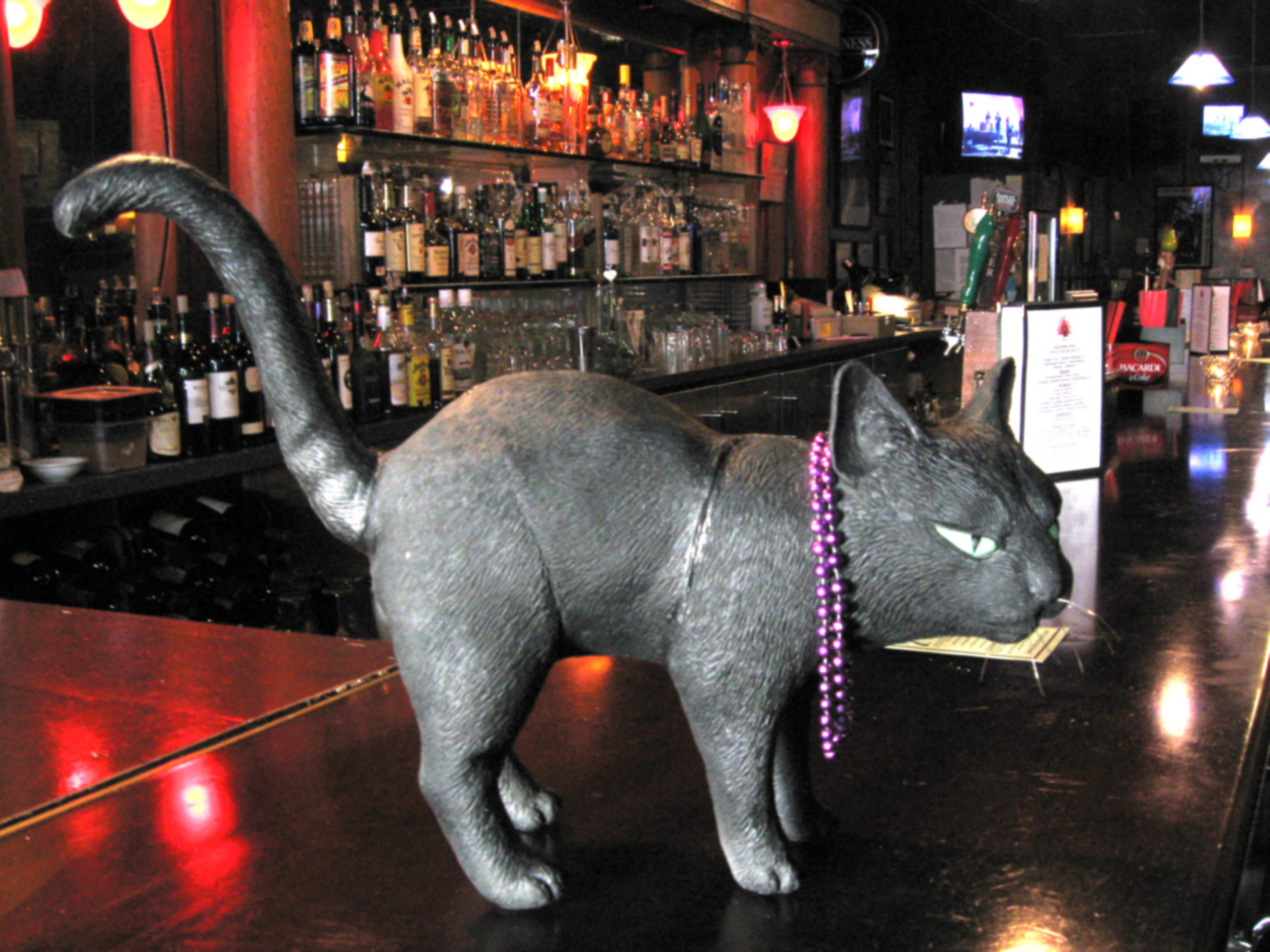 Hard boiled Stories From The Cat Bar Cat at the Bar – Cats Corner San Francisco